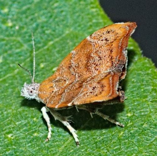 Réf. 334 212 : Choreutis nemorana